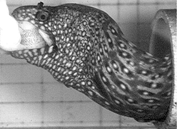 Moray Eels Are Uniquely Equipped to Pack Big Prey Into Their Narrow
