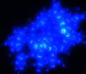 multi-cellular yeast showing hundreds of cells.