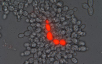 multi-cellular yeast individuals containing central dead cells stained red.