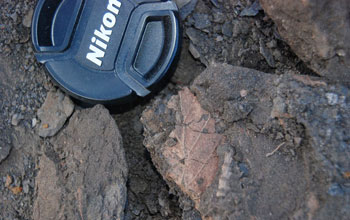 Photo of mummified leaves found in the sediment at the mummified forest deposit.