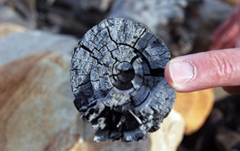 Photo of very narrow growth rings indicating growth in a very harsh environment.