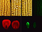 fluorescent tagged transgenic corn