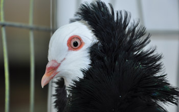 Rock pigeon with a head crest resembling a mane.