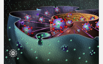 Material is transported from outside the cell to the cell nucleus