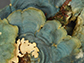 Timucua heart lichen
