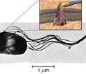 Photomicrograph showing a Salmonella bacterium, an analogue for powering of nano-machines.