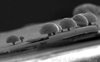 Nanomushroom grown among a field of nanowires
