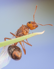 A newly emerged fire ant queen