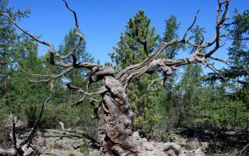 an ancient Siberian pine tree in central Mongolia.