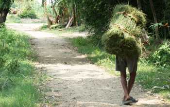 a man carrying a bundle of grasses collected in a community forest in Chitwan, Nepal.