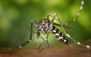 a mosquito inserting its proboscis into human skin.