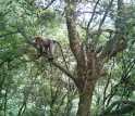 a Guizhou golden monkey in China taken by an automatic infrared camera.