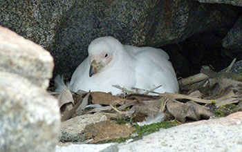 A snowy sheathbill nests in a rock cavity near Palmer Station