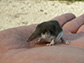 a bicolored shrew