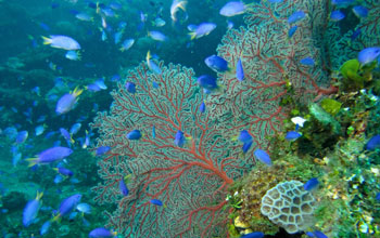 Multimedia Gallery More Than Half Of All Marine Species May Be Images, Photos, Reviews