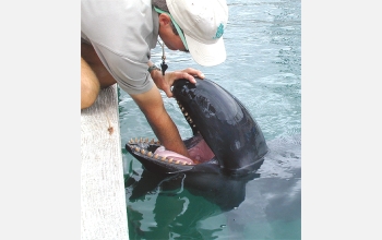 Collecting a saliva sample from the mouth of Kina, a false killer whale