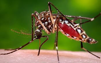 Aedes aegypti mosquito