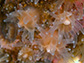 close-up of a Northern Star Coral