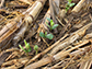 No-till agriculture increases crop yields, environmental gains over long haul