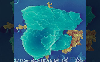 Scanning electron microscope image of soot