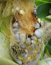 an infected ear of corn.