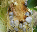 an infected ear of corn.