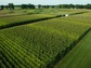 Scientists at NSF's Kellogg Biological Station LTER site test how crops respond to nitrogen.