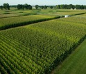 View of an NSF Kellogg Biological Station LTER experiment to test how crops respond to nitrogen.