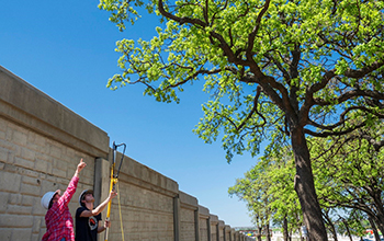 Researchers measuring black carbon captured by oak tree leaves