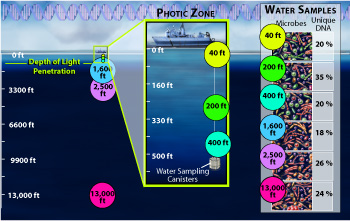 Researchers sequenced the genomes of ocean microbes living in the Pacific ocean.