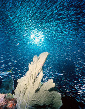 corals and fish swimming in the ocean