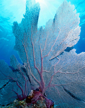 a sea fan