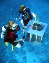 two researchers in scuba gear obtaining information about Mo'orea's coral reefs.