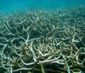 Acropora coral.