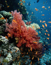 a coral reef and fish.