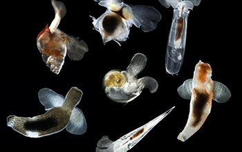 images of several species of planktonic gastropods