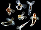 images of several species of planktonic gastropods