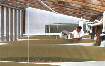 Oyster larvae are placed into growing tanks at Oregon's Whiskey Creek Shellfish Hatchery.