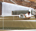 Oyster larvae are placed into growing tanks at Oregon's Whiskey Creek Shellfish Hatchery.