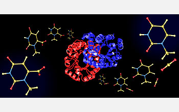 Enzyme catalyzes a reaction to make uridine 5'-monophosphate, a component of DNA