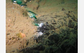 Photo of sea-floor tar and methane gas covered with white sulfide- and methane-eating microbes.