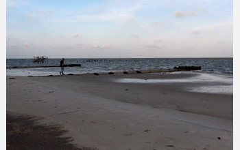 Oil along with flotsam and jetsam lining the beaches along the Gulf of Mexico.