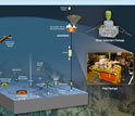 Illustration showing a cabled mooring that will be used on the regional scale nodes of OOI.