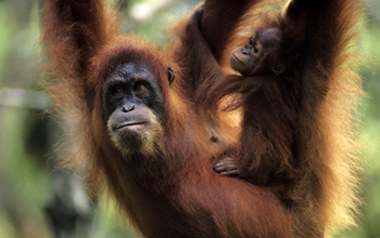 Photo of a baby orangutan hanging on to its mother.