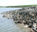 Photo of an oyster reef in the Baruch Marine Field Laboratory on the South Carolina coast.