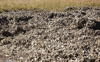 restored oyster reefs