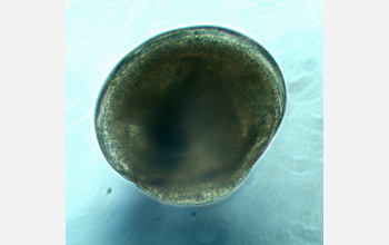 Photo of an oyster larvae.