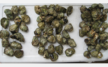 Photo of adult oysters soon to be separated for culturing for lab experiments.