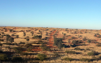 greens  in the rainy season in kalahari