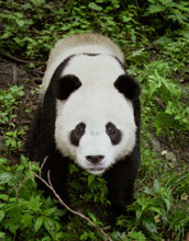 panda